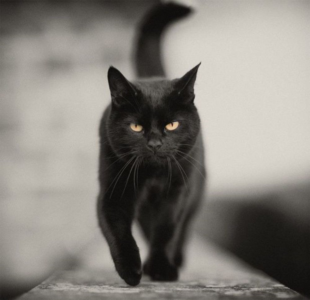 Красивые черные коты