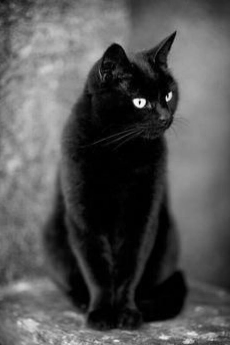 Ангорский кот черный пушистый