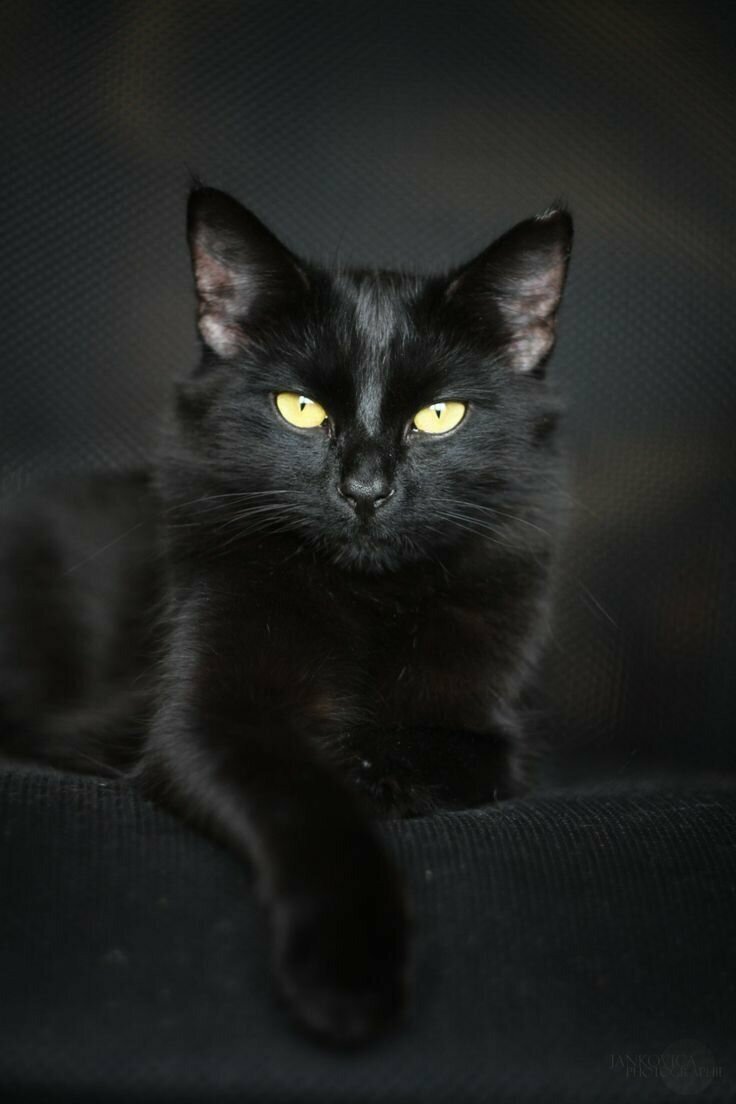 Черный кот HD