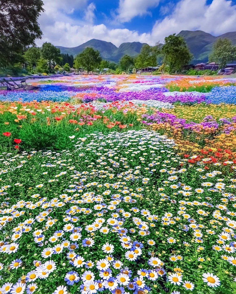 Красивые цветочные поля