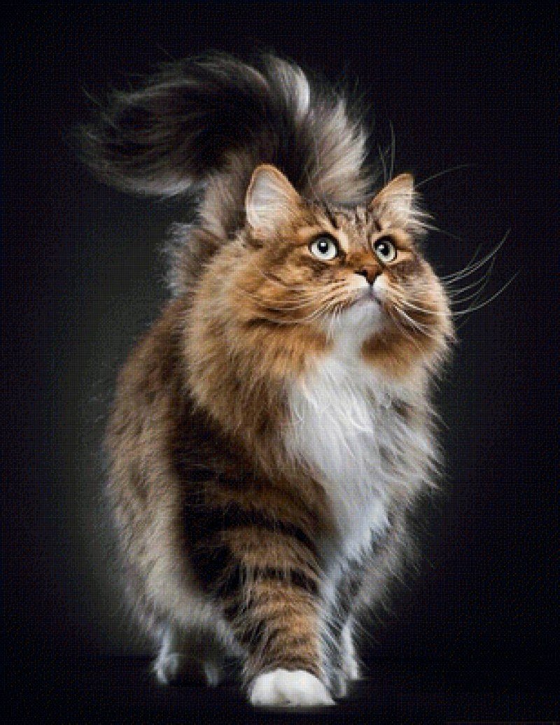 Сибирская пуховая кошка