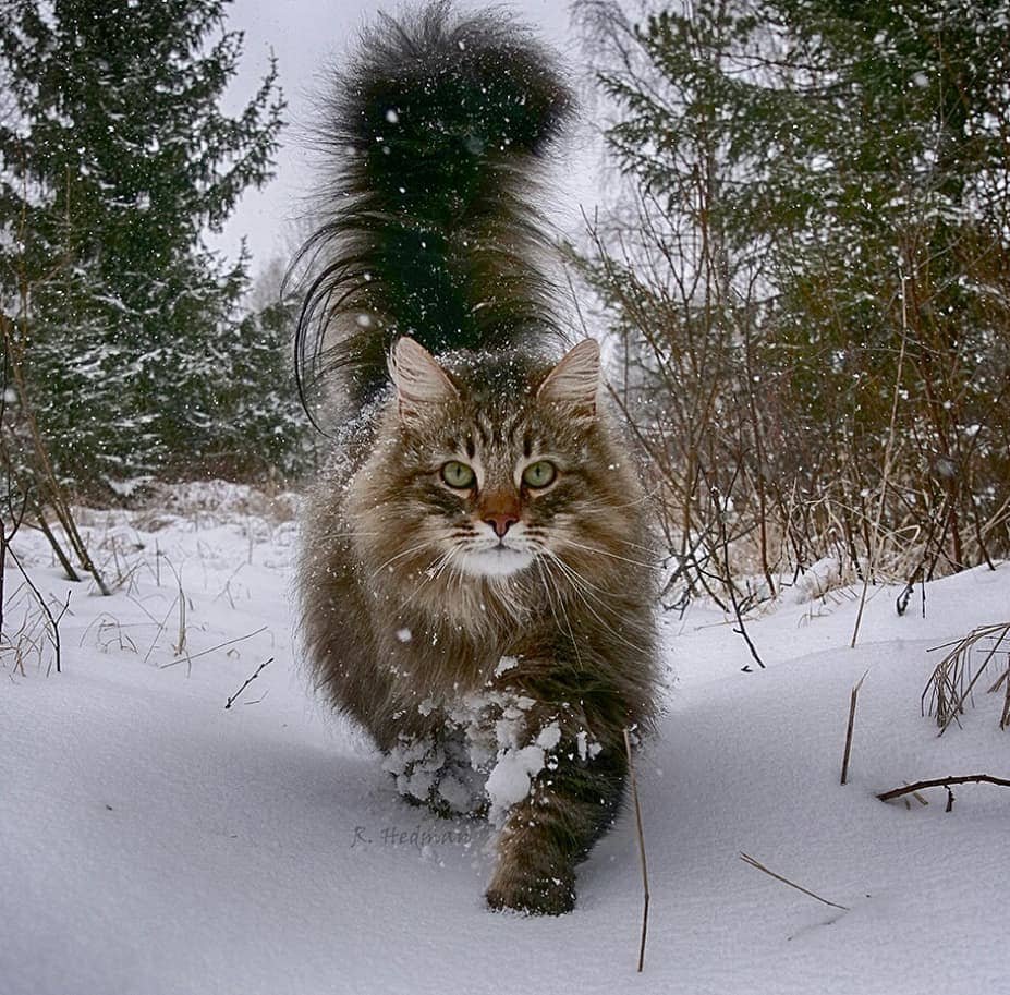 Сибирский длинношерстный кот белый