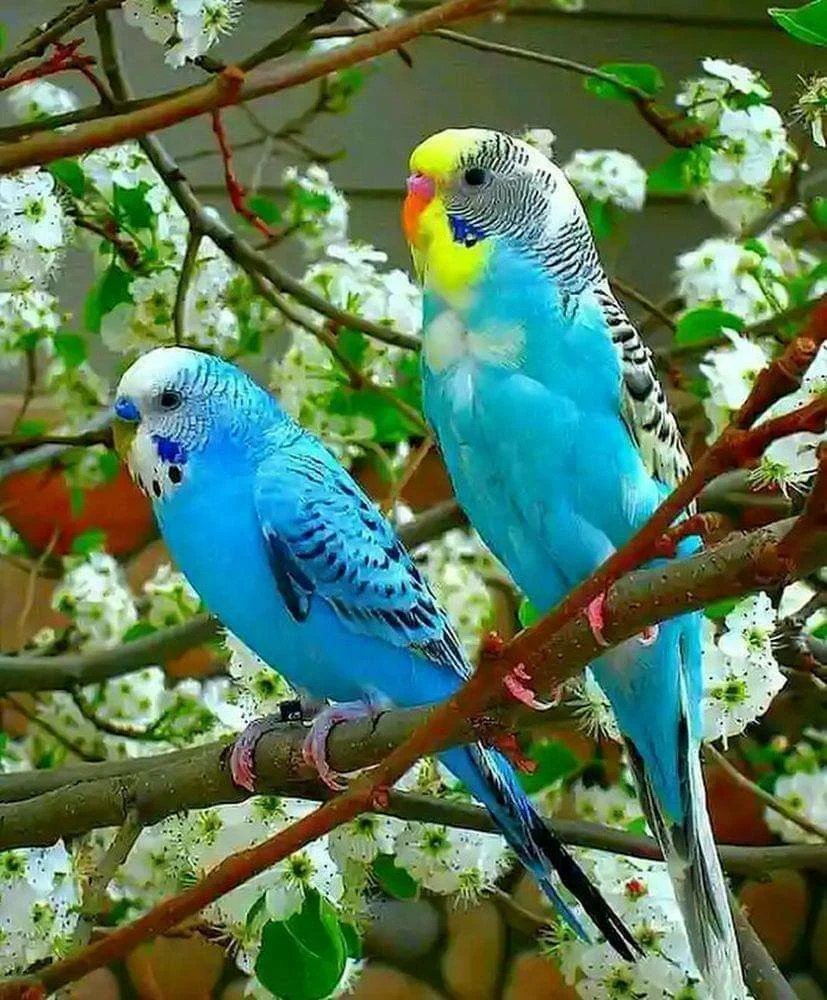 Милые волнистые попугайчики