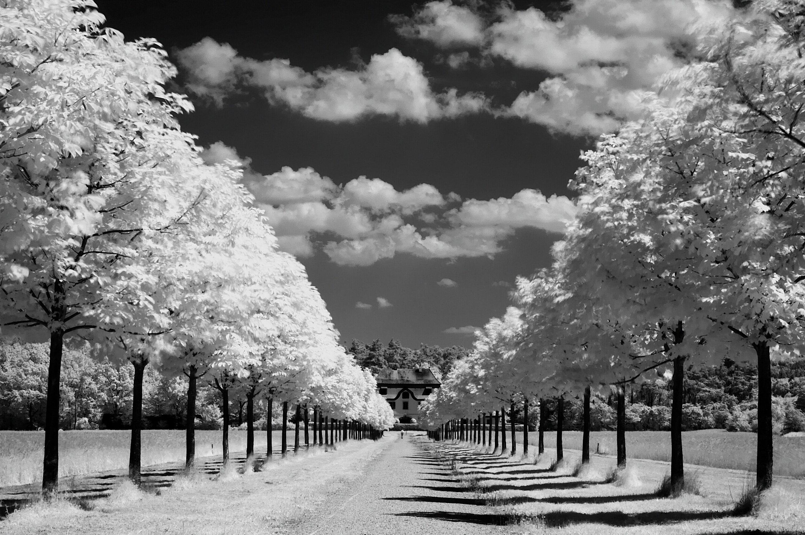 Черно белые картинки. Черно белая природа. Пейзаж. Пейзаж в черно белом цвете. Белый пейзаж.
