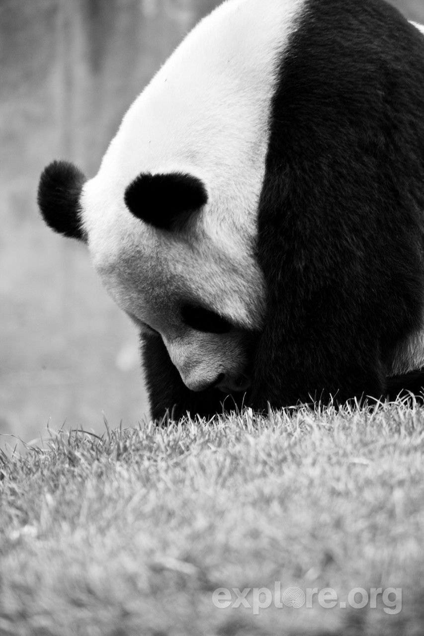 Грустная панда картинки
