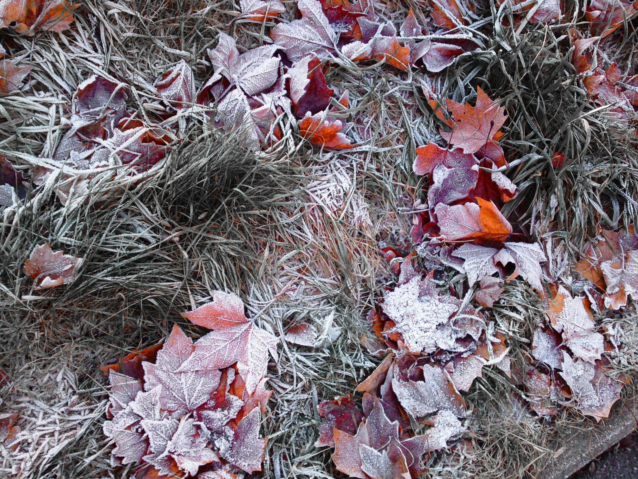 Морозы заморозки. Первые осенние заморозки. Осень заморозки. Осень первые заморозки. Осенние листья в инее.
