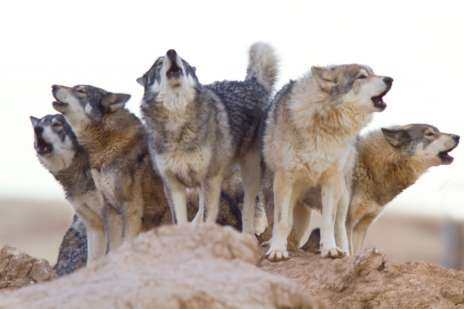 Родина дружелюбного волка. Волчья стая группа. Волки стая. Стая Волков Лобо. Волк вожак стаи.
