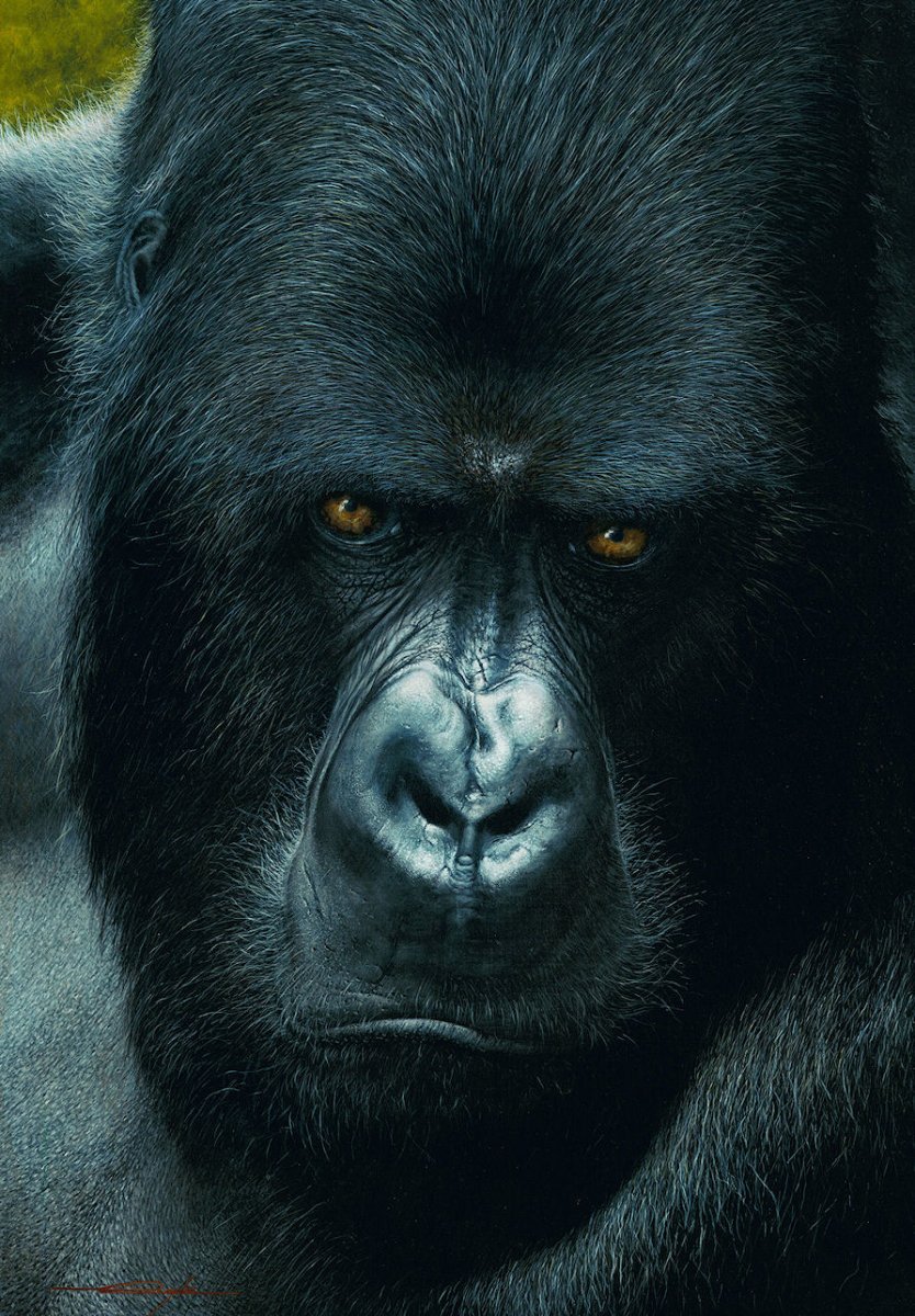 Горная горилла самец