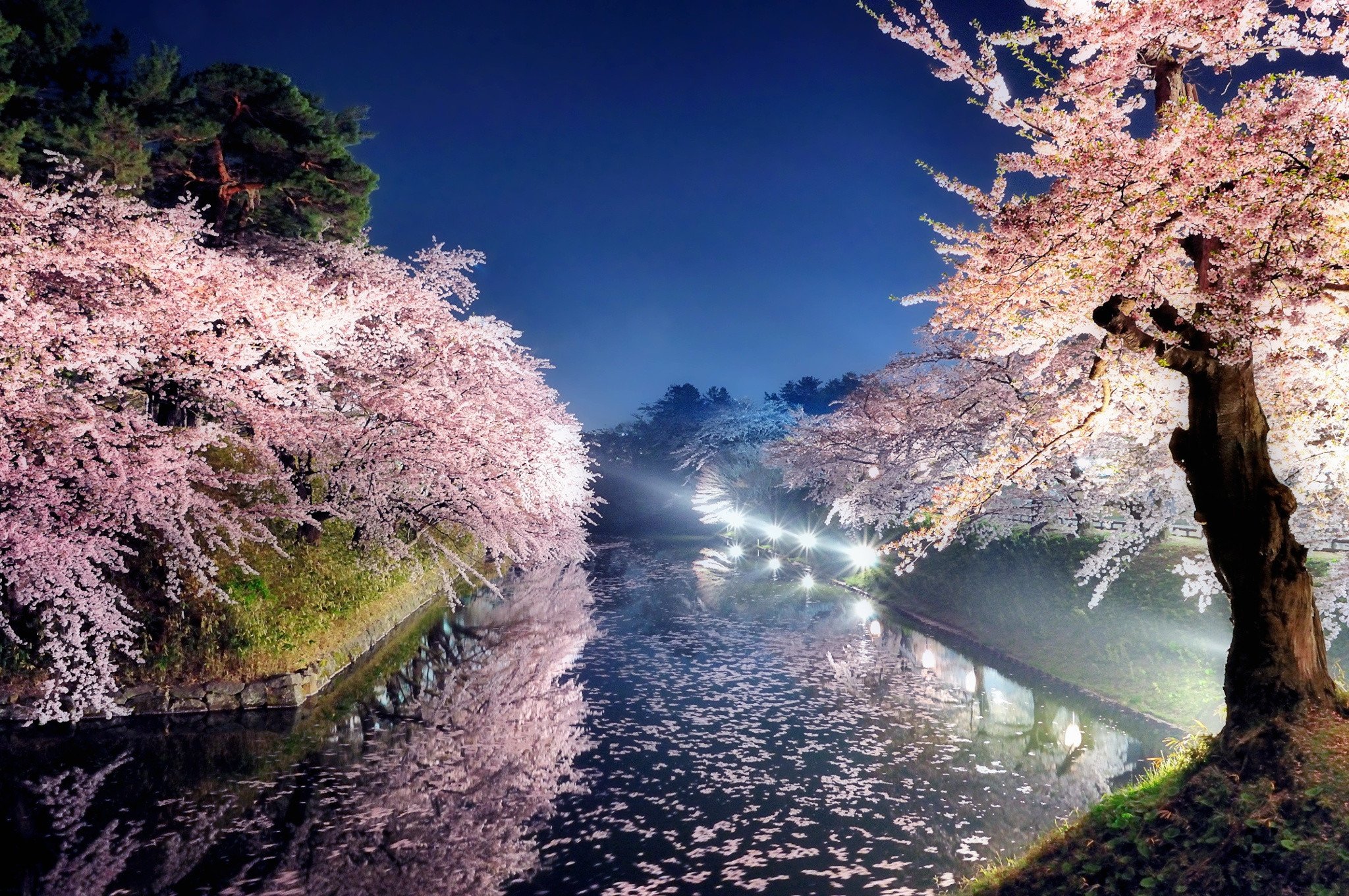 Ночь весны картинки красивые. Сакуры Токио река парк. Япония Токио Сакура. Цветущая Сакура в ночном парке Японии. Сакура в Японии фото.