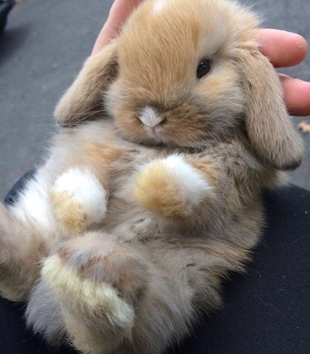 Кролики обнимаются