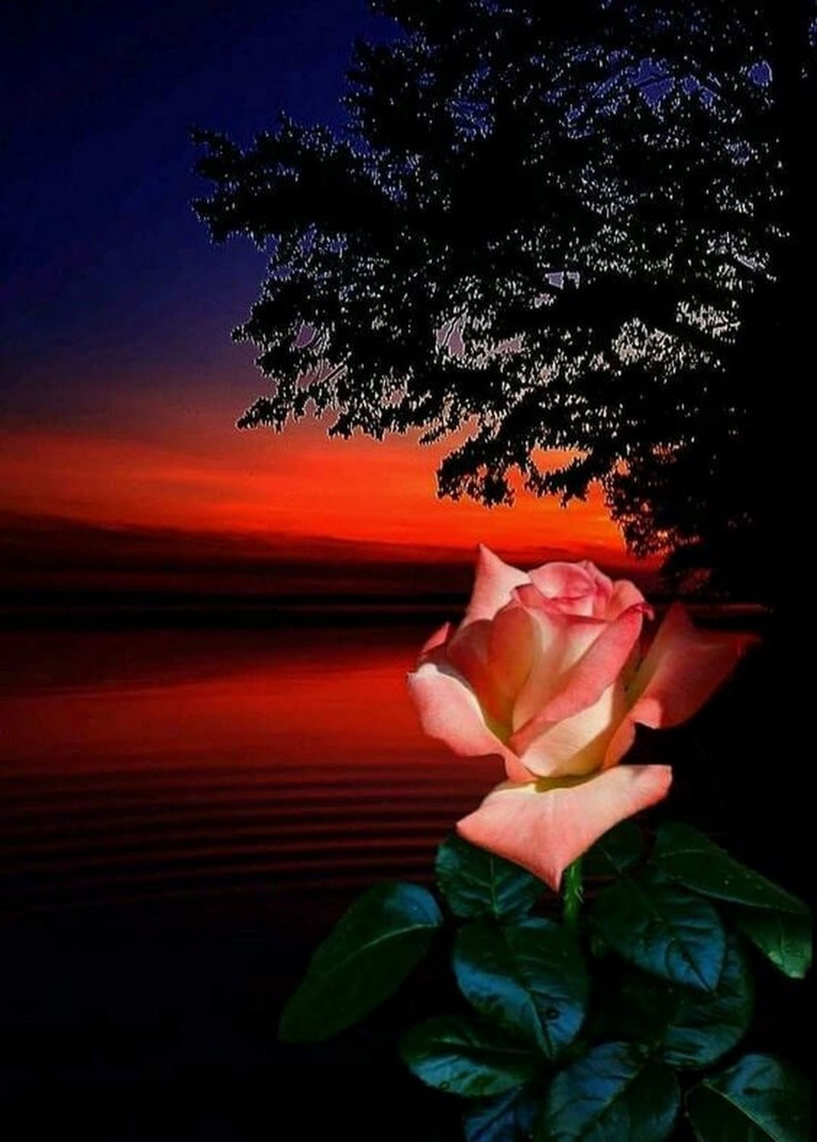 Красиво тихо спокойно. Ночной цветок. Цветы ночью. Вечерние розы.
