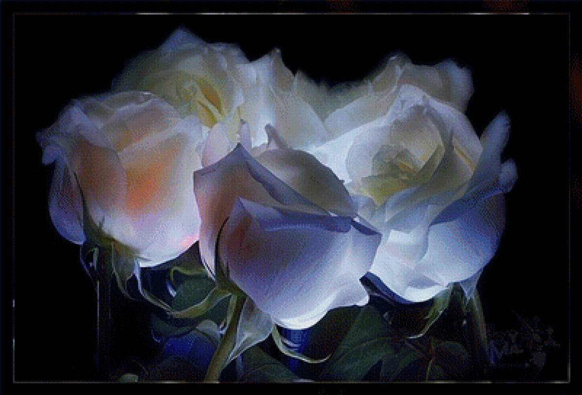 Розы света песня. Цветы ночью. Красивые цветы ночью. Цветы вечер. Красивые белые розы.