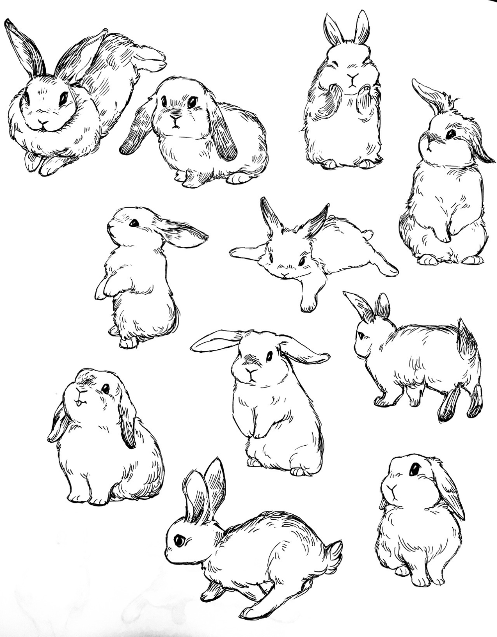 Кролик для срисовки