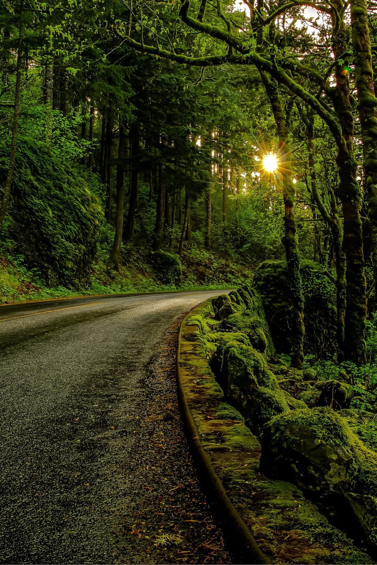 Дорога в красивом лесу. Дорога в лесу. Красивая дорога в лесу. Красивые леса. Лесная дорога.