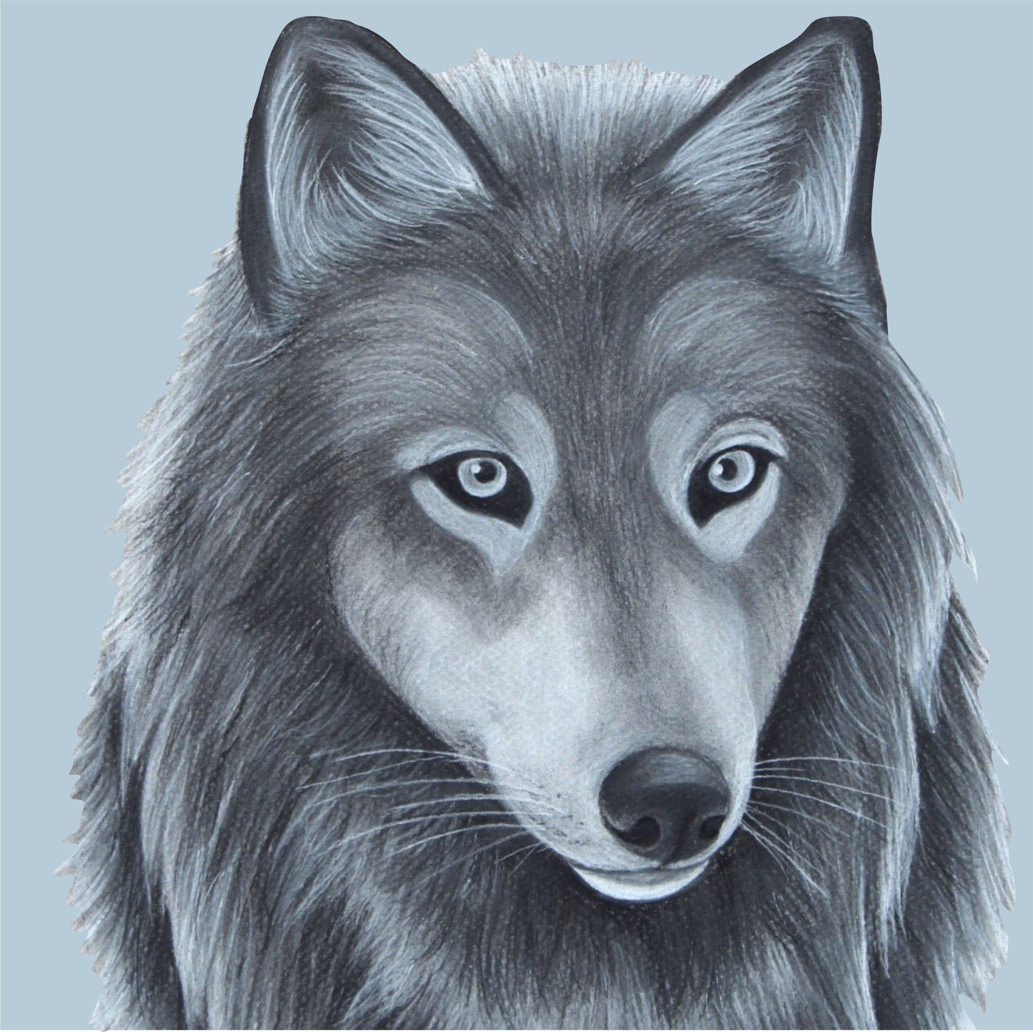 Цветные картинки волка. Волк рисунок. Воля рисунок. Морда волка. Нарисовать волка.