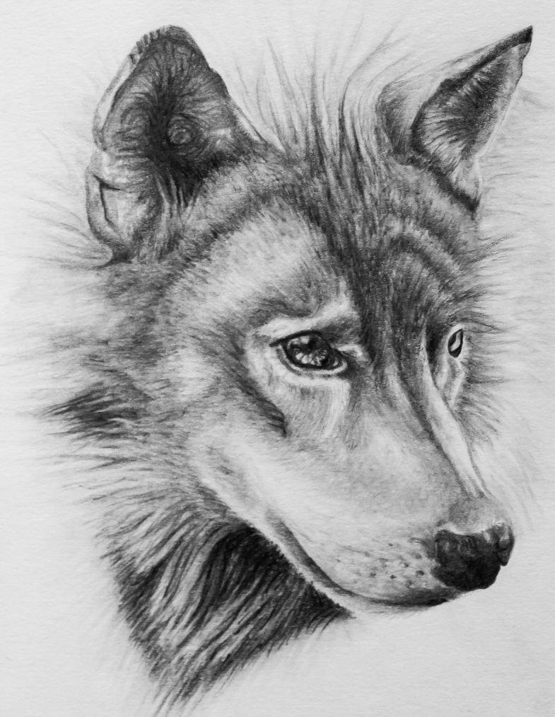 Волк картинки рисунки