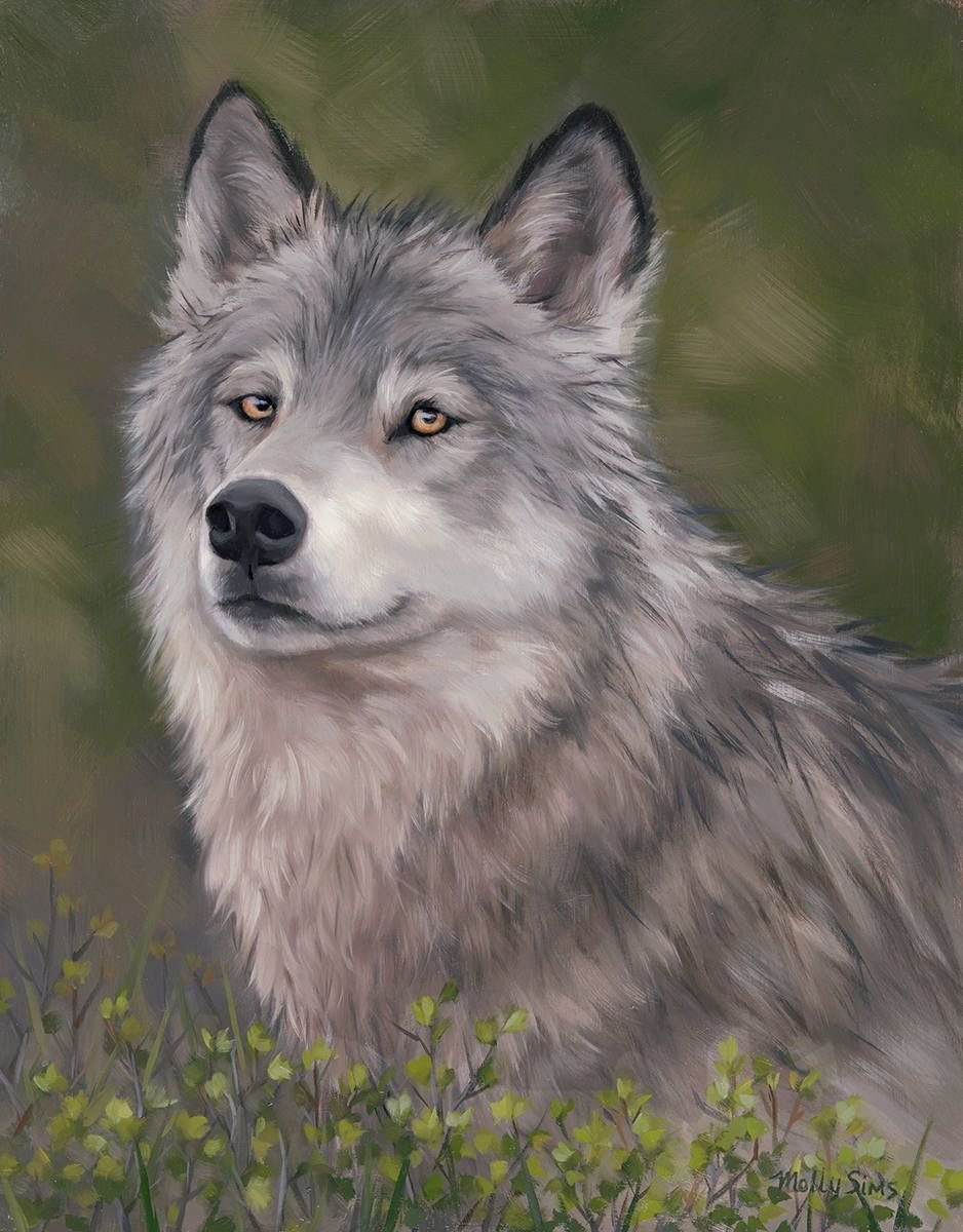 Волки Воители белая волчица