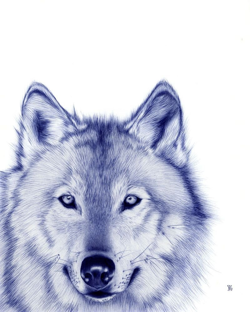 Красивая белая волчица