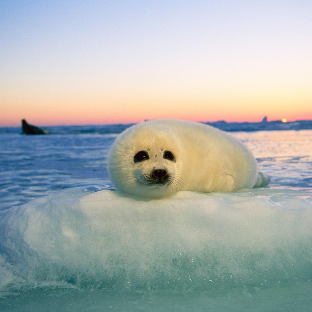 Сивуч морской котик тюлень