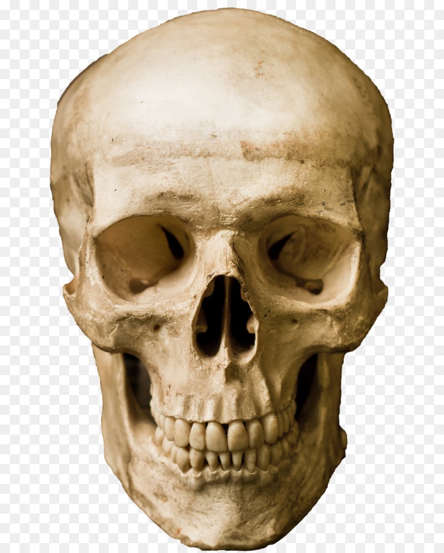 Человеческий череп три четверти
