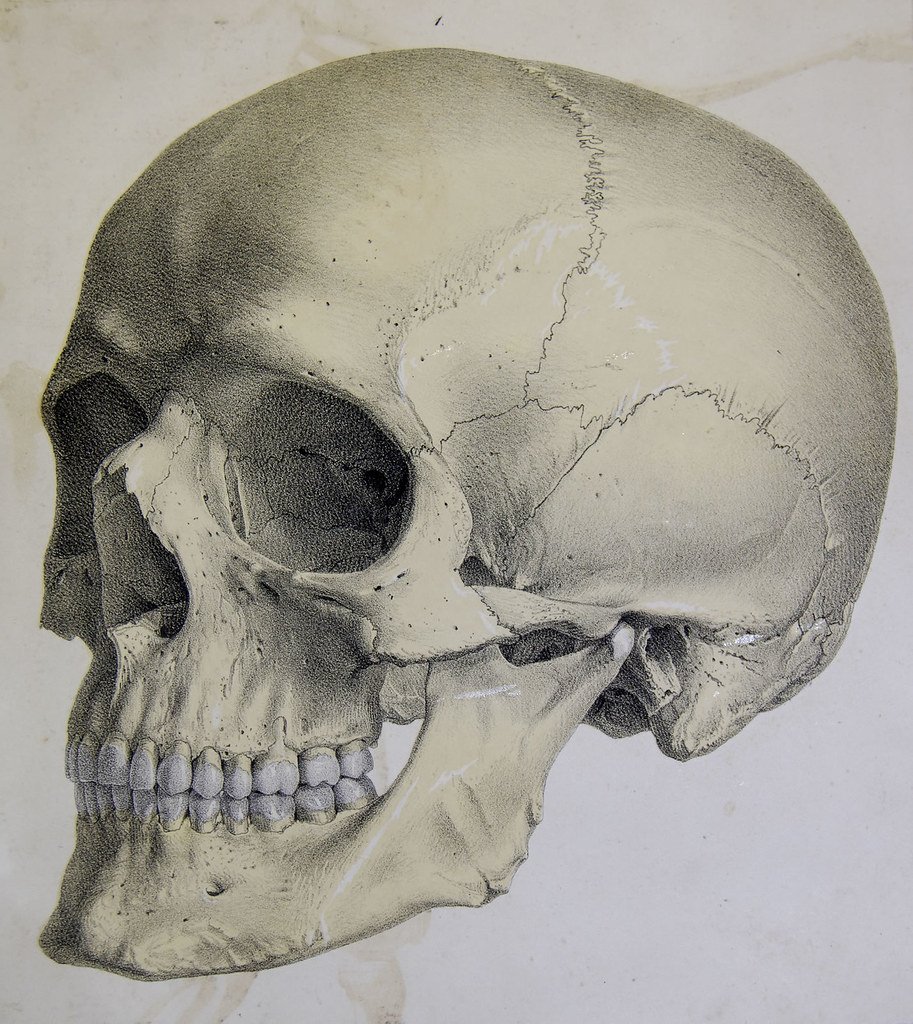 Анатомия костей скелета головы