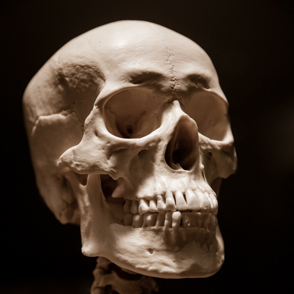 Леонардо да Винчи анатомический рисунок черепа