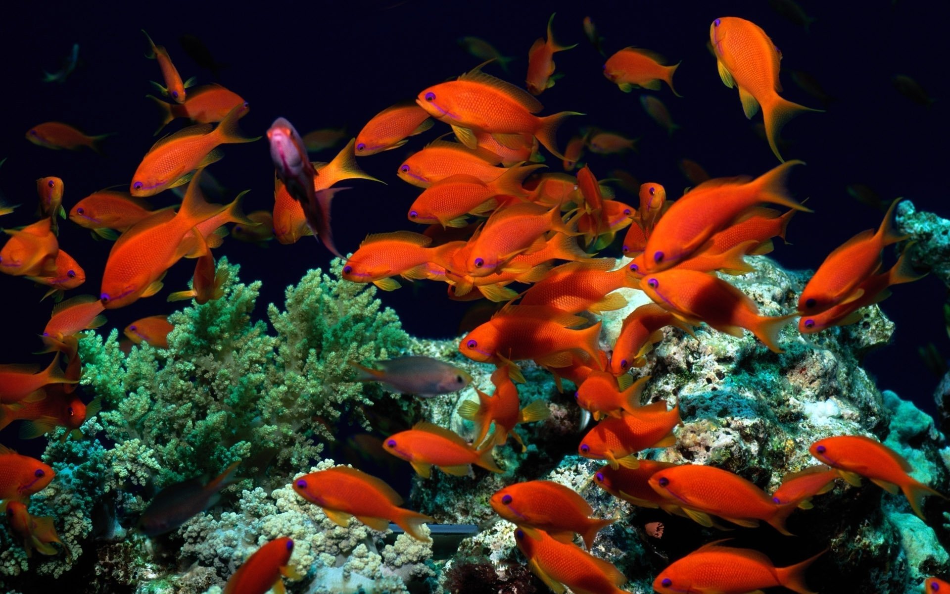 Обои на стол рыбки. Риф коралловый 54546. Коралловые рыбки. Рыбки коралловых рифов. Подводный мир красного моря.
