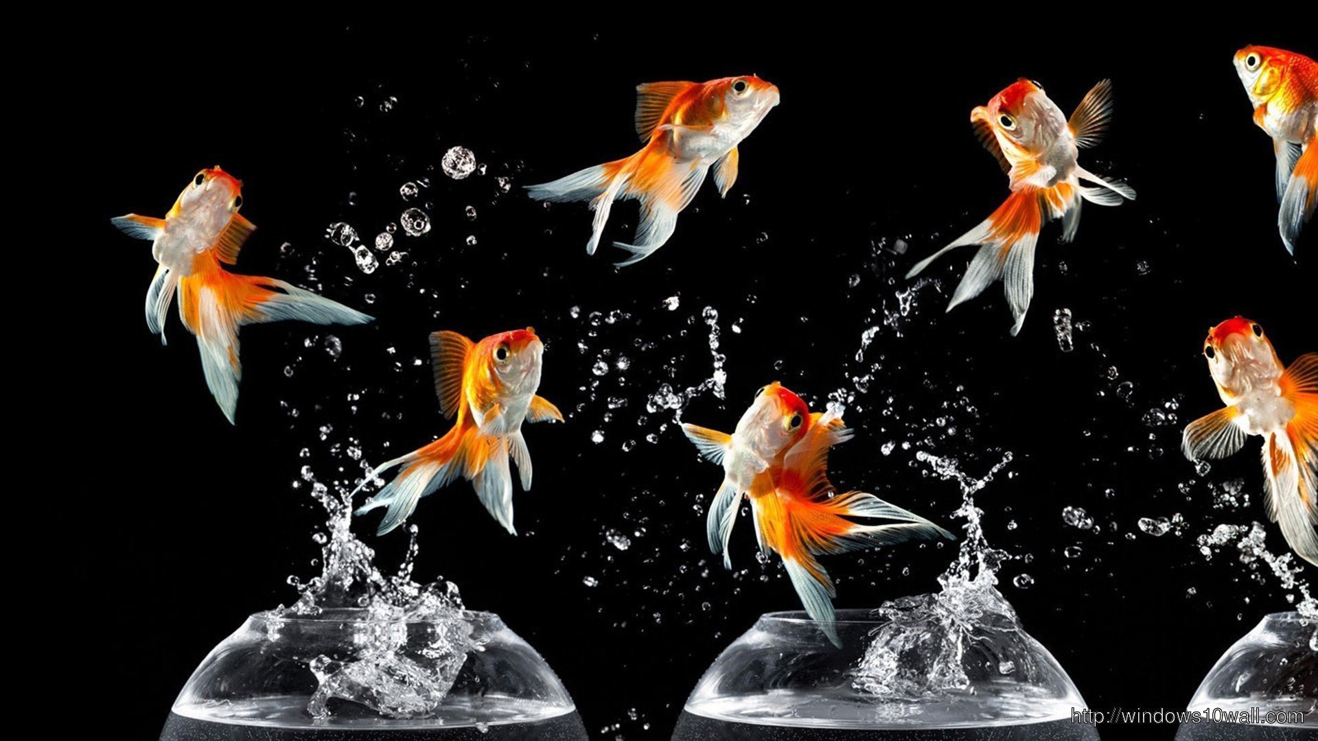 Рыбки аквариум обои. Рыбки для аквариума. Золотая рыбка. Живые рыбки. Танцующие рыбки.