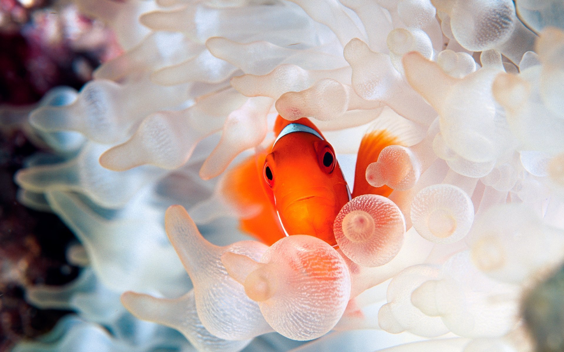 Обои на стол рыбки. Коралловая рыбка клоун. Золотая рыбка пузыреглаз. Жители моря. Кораллы с рыбками.