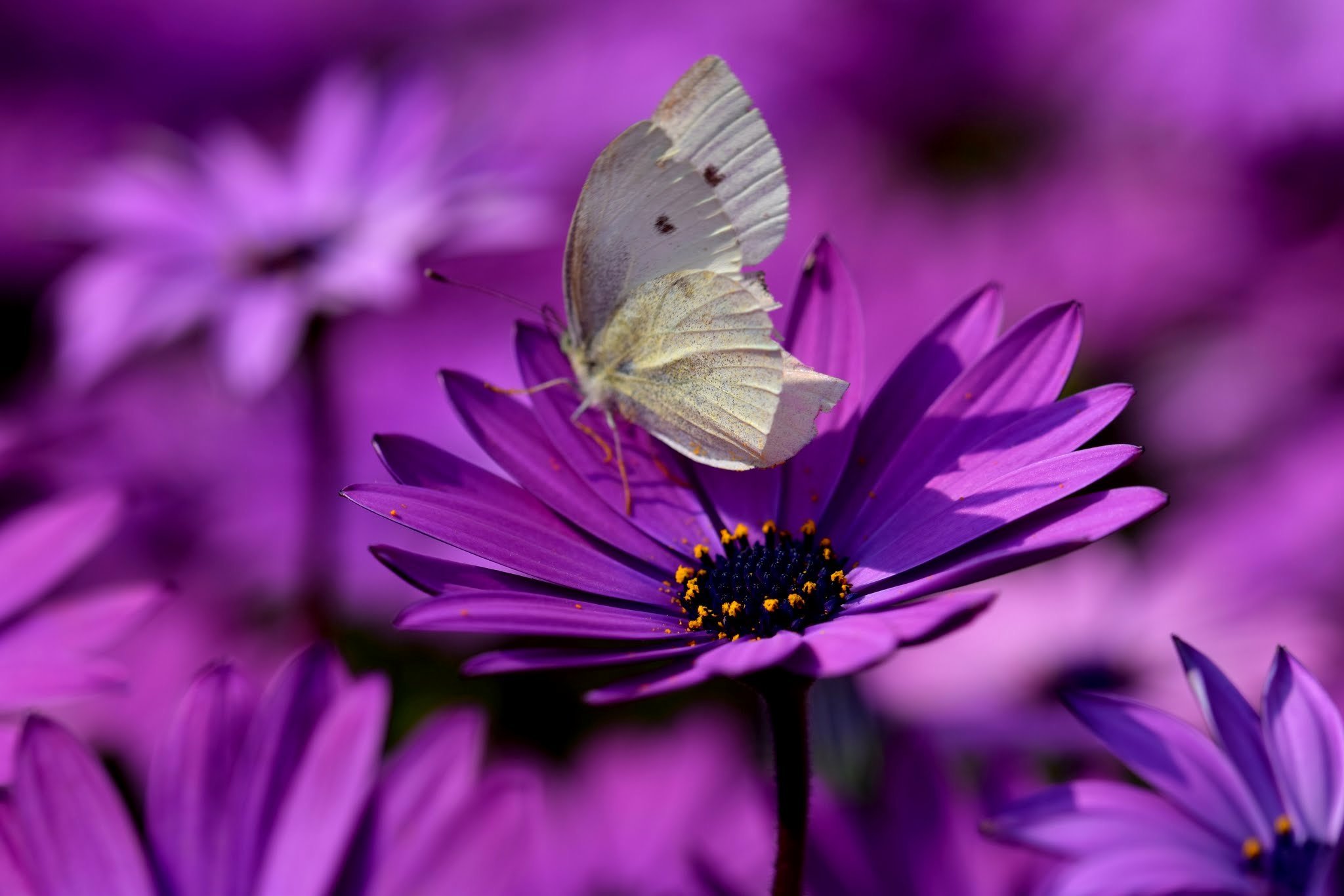 Фиолетовые бабочки картинки. Фиолетовые цветы. Бабочки. Сиреневые бабочки. Бабочка фиолетовая.