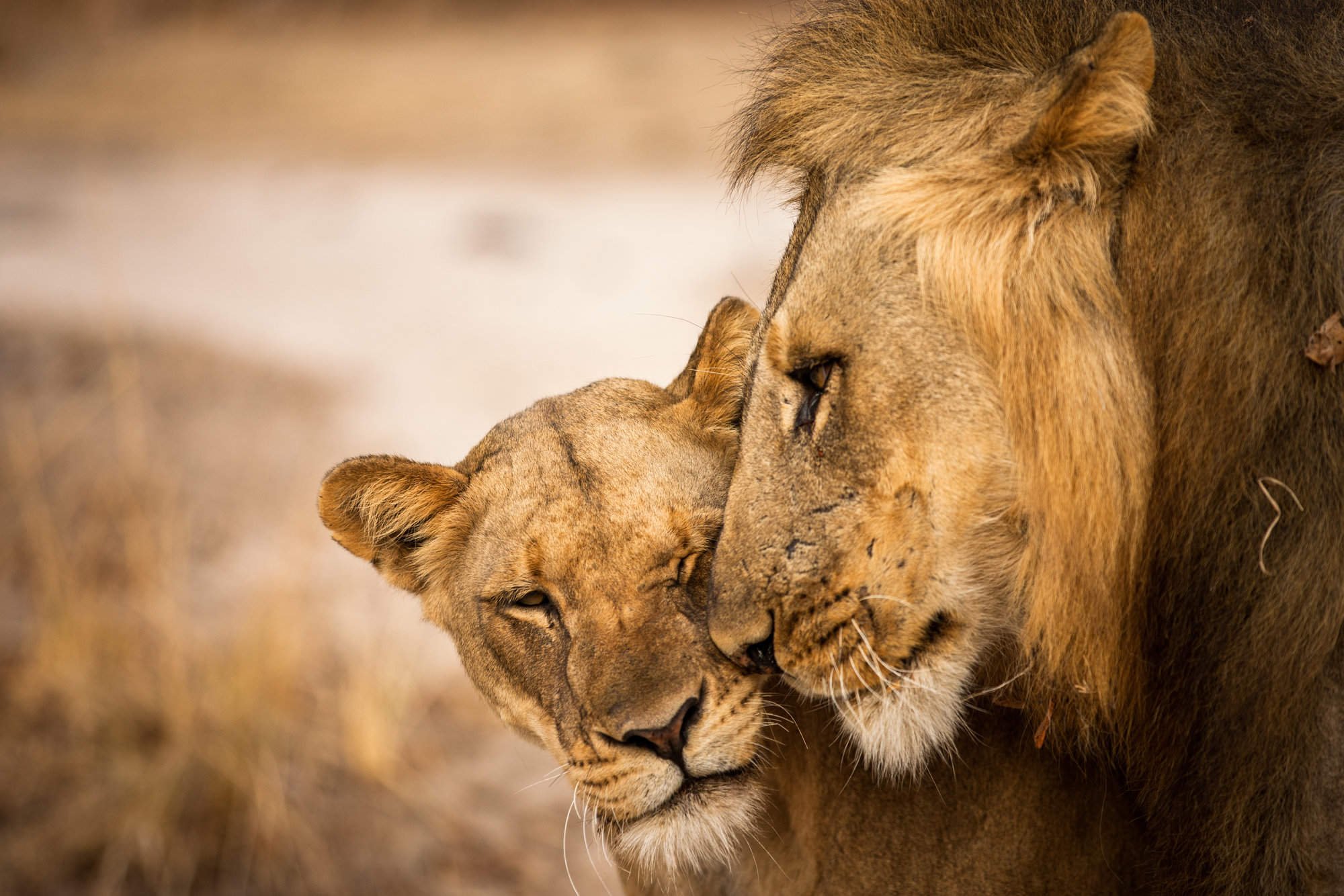 Animal coupling. Лев львица и Львенок. Лев львица и Львенок любовь. Влюбленные львы. Львы любовь.