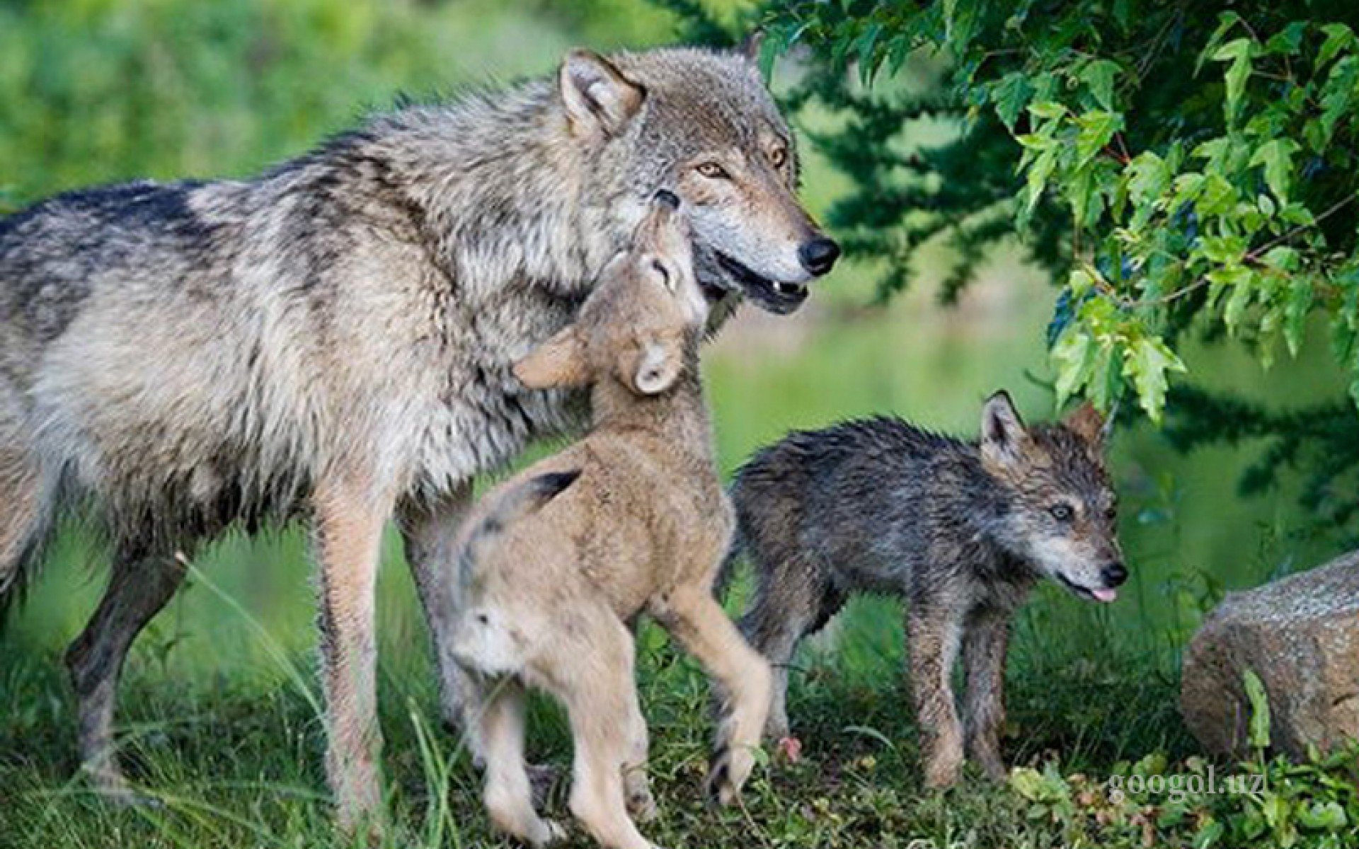 Дикая жизнь волков. Волк волчица Волчонок семья. Семья Волков с волчатами. Волк, волчица, волчата – Волчье Логово,. Волк, волчица,семья Волков.