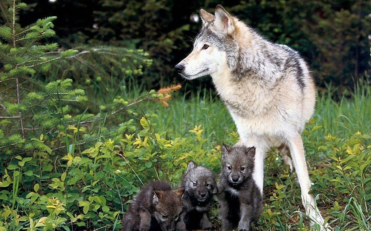 Волк, волчица, волчата – Волчье Логово,