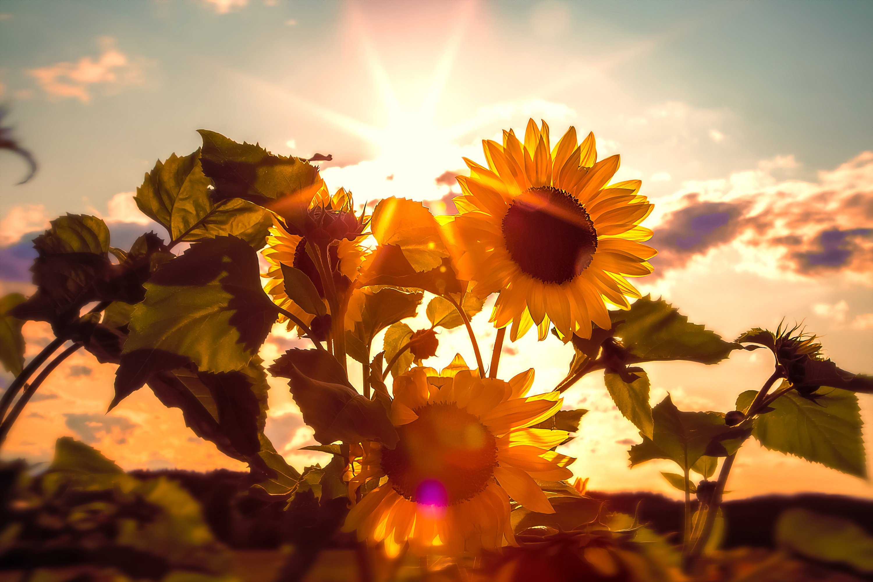 Лето это солнца луч. Цветы и солнце. Солнечный цветок. Солнечные осенние цветы. Подсолнухи в Солнечном свете.