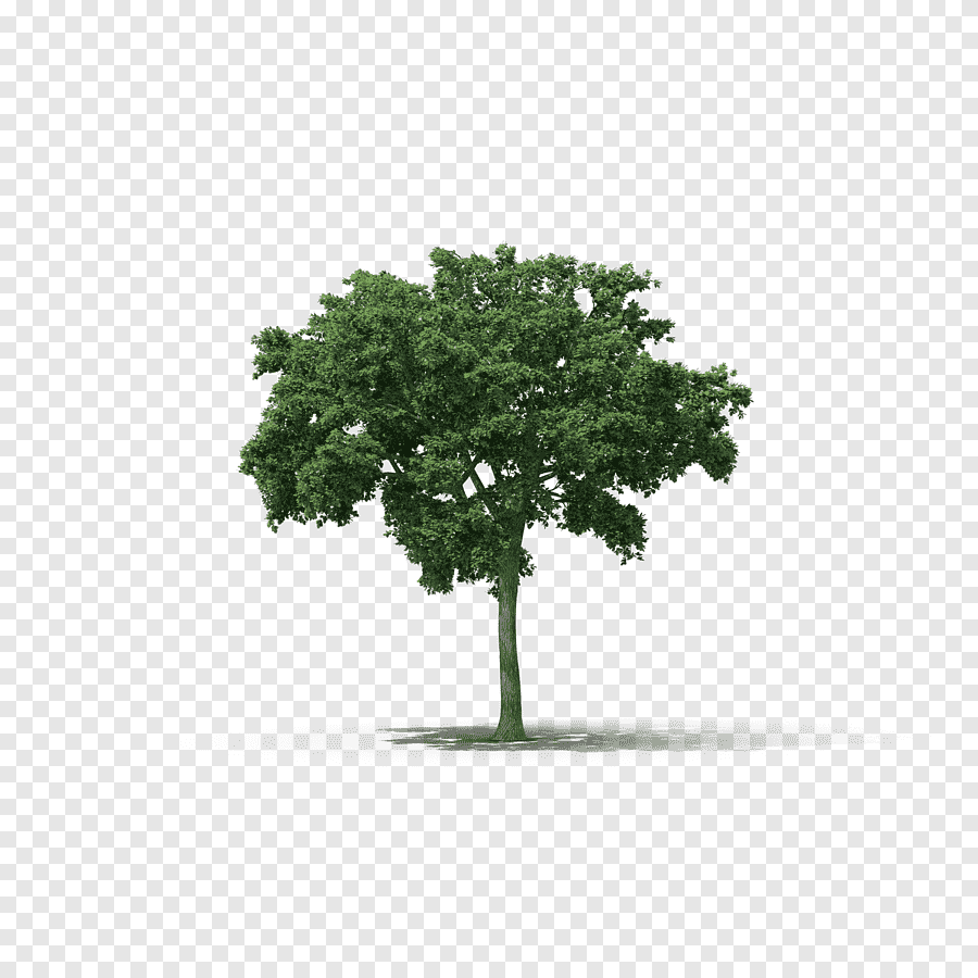 Дерево на белом фоне