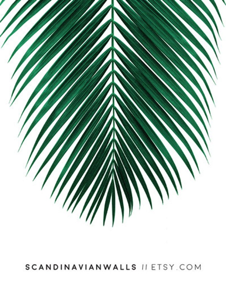 Тропические листья пальмы