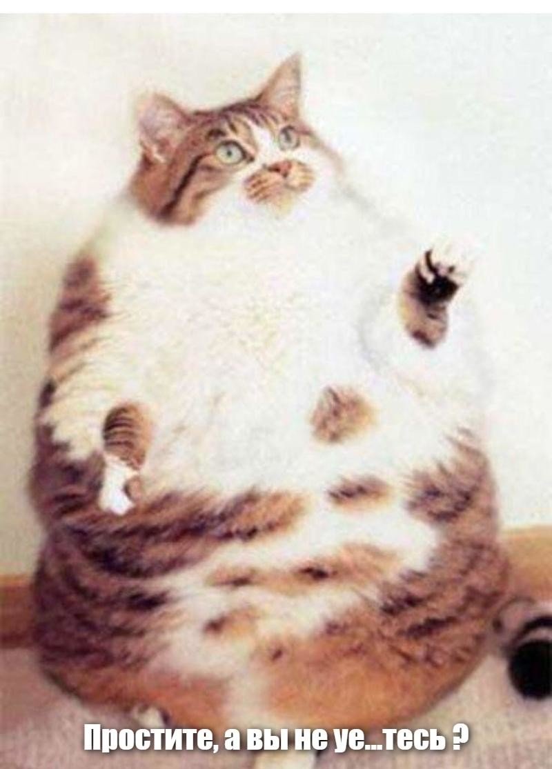 Толстая кошка
