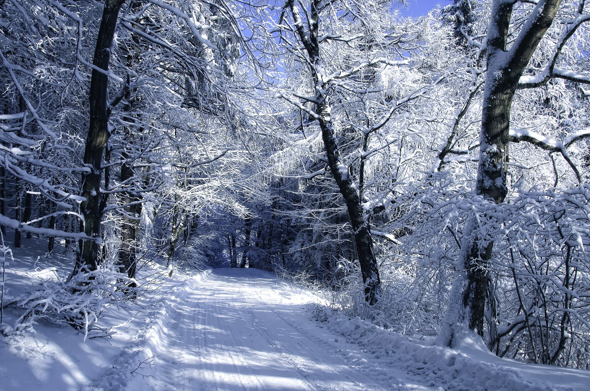 Winter forest. Зимний лес. Зимний пейзаж. Снежный лес. Фон зима.