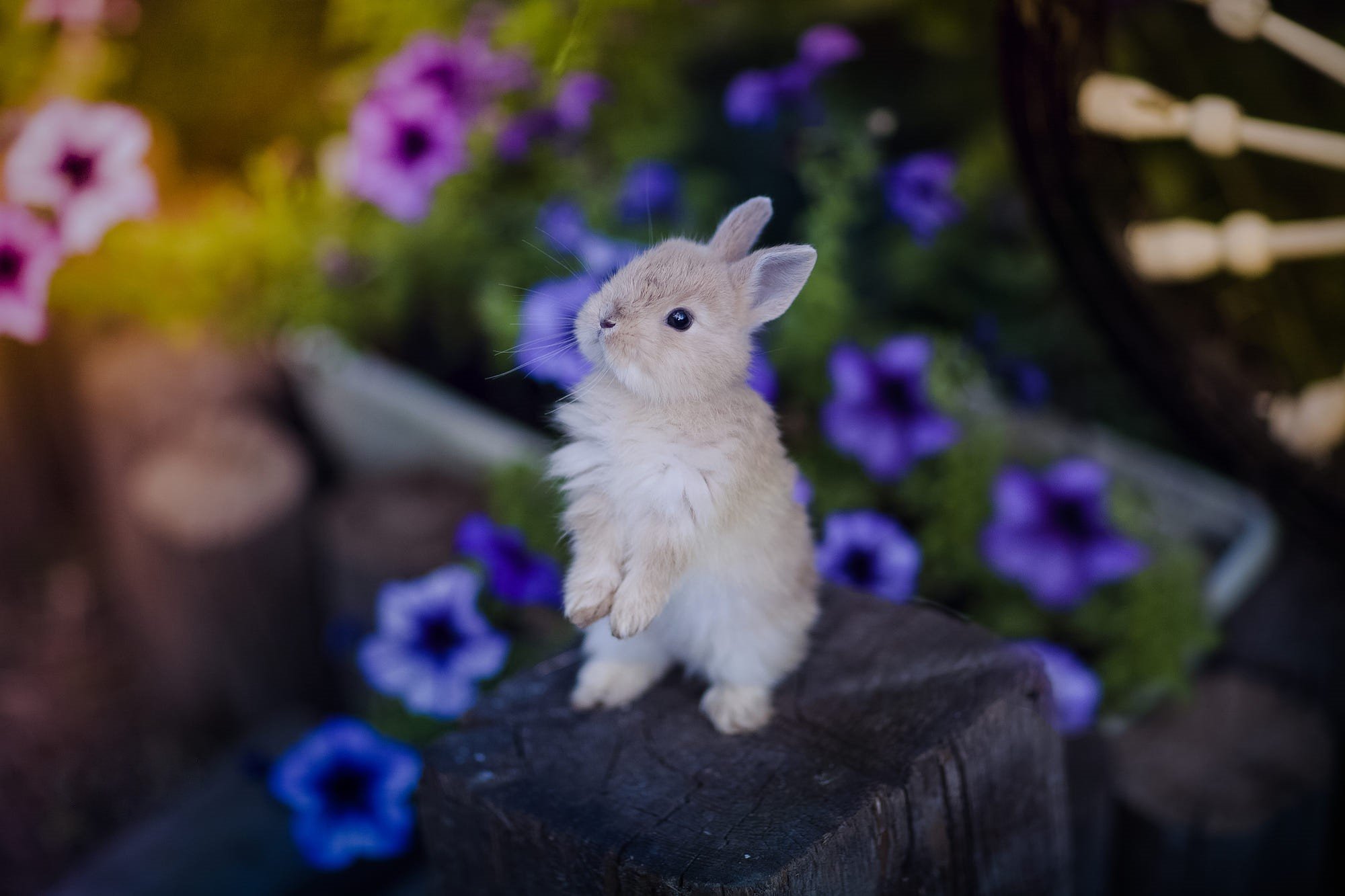Видео красивых милашек. Милые зверьки. Маленькие кролики. Красивый зайчик. Красивые кролики маленькие.