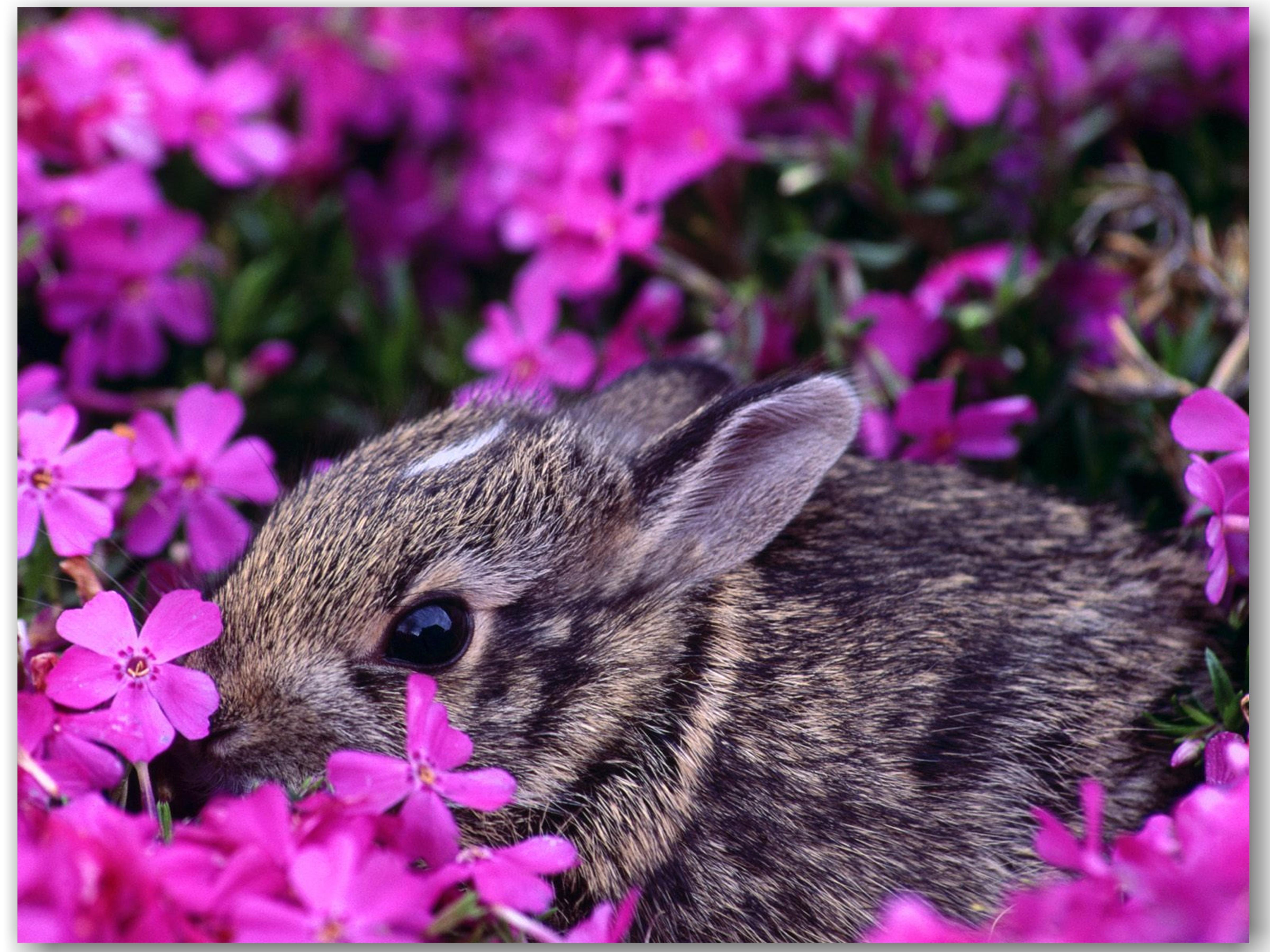 Картинки животных красивые. Красивые животные. Цветы и животные. Кролик в цветах. Милые животные.