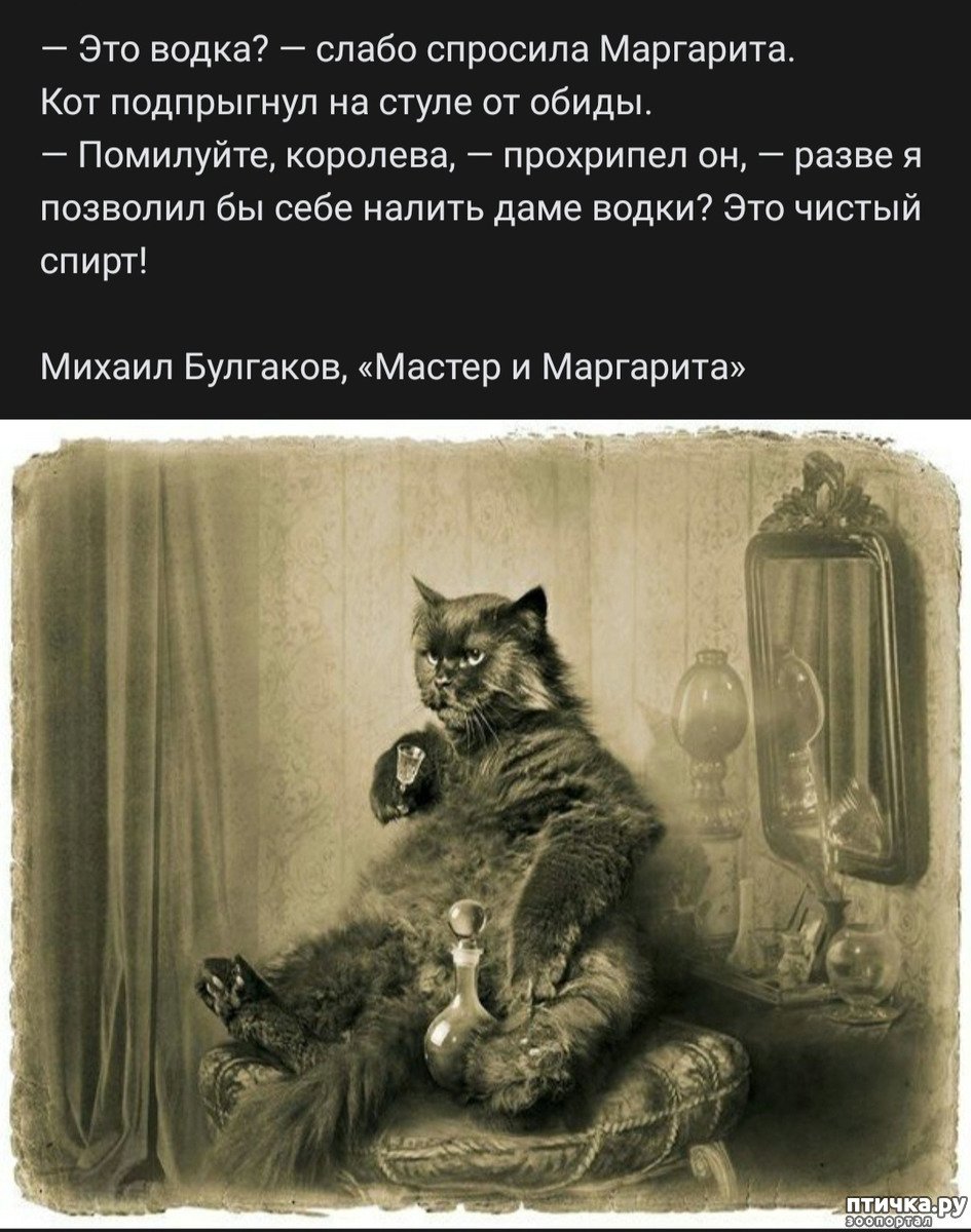 Булгаков мастер и Маргарита кот