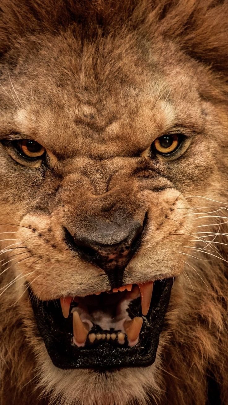 Агрессивный Лев