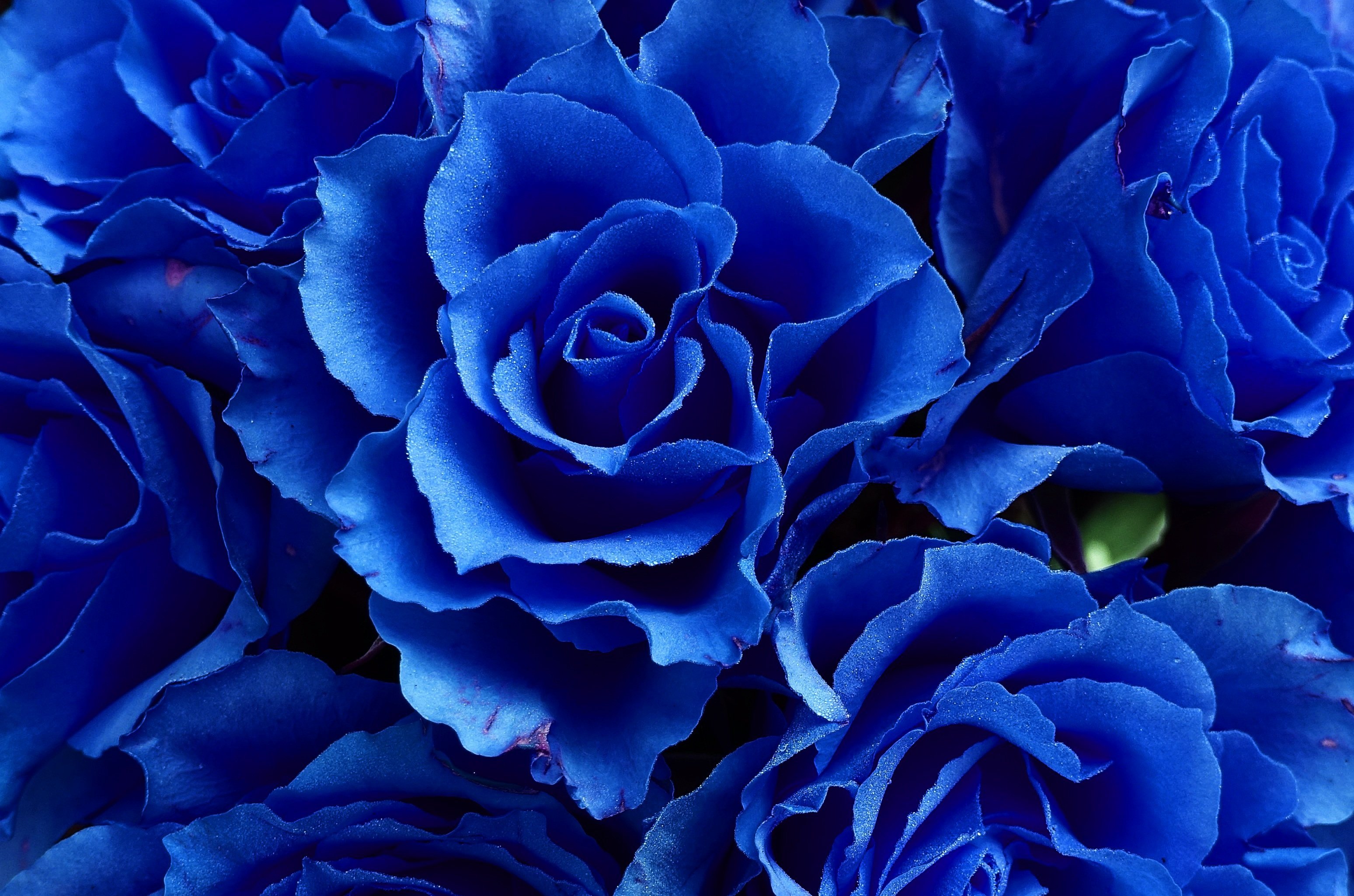 Блу цвет. Голубые розы Сантори.