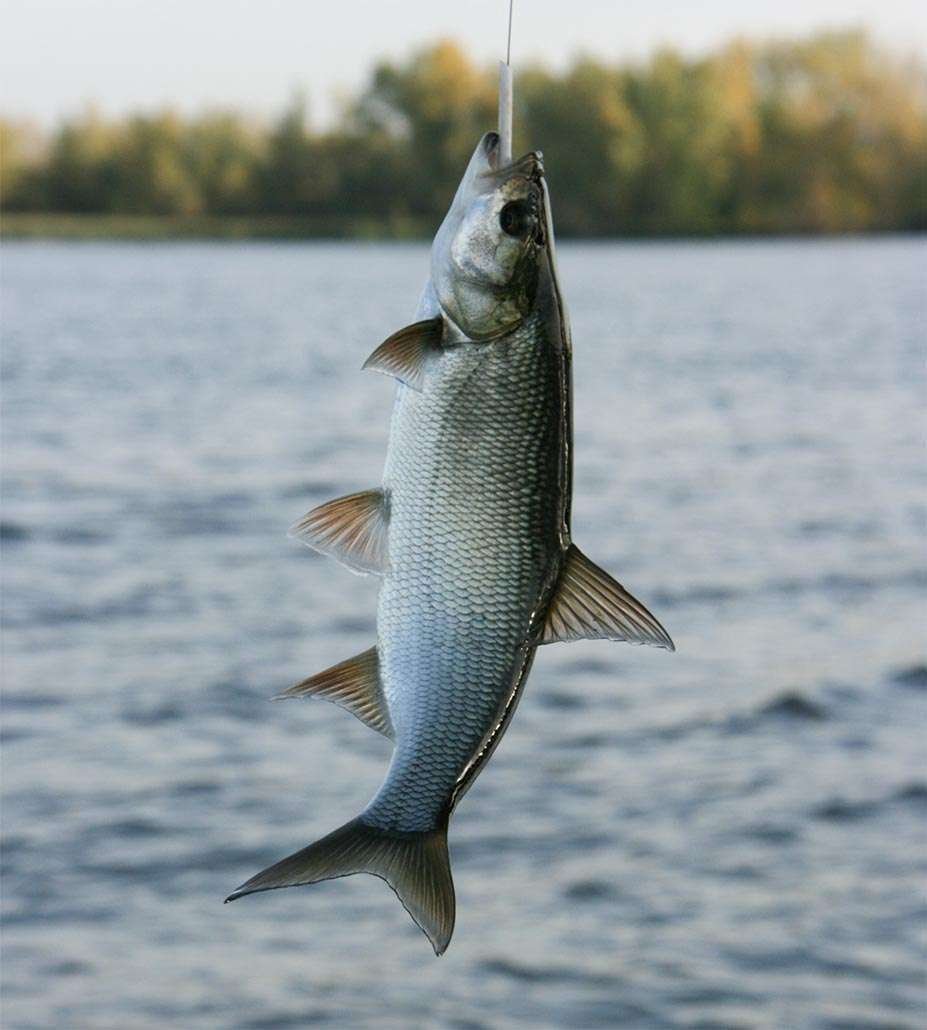 Рыба у поверхности