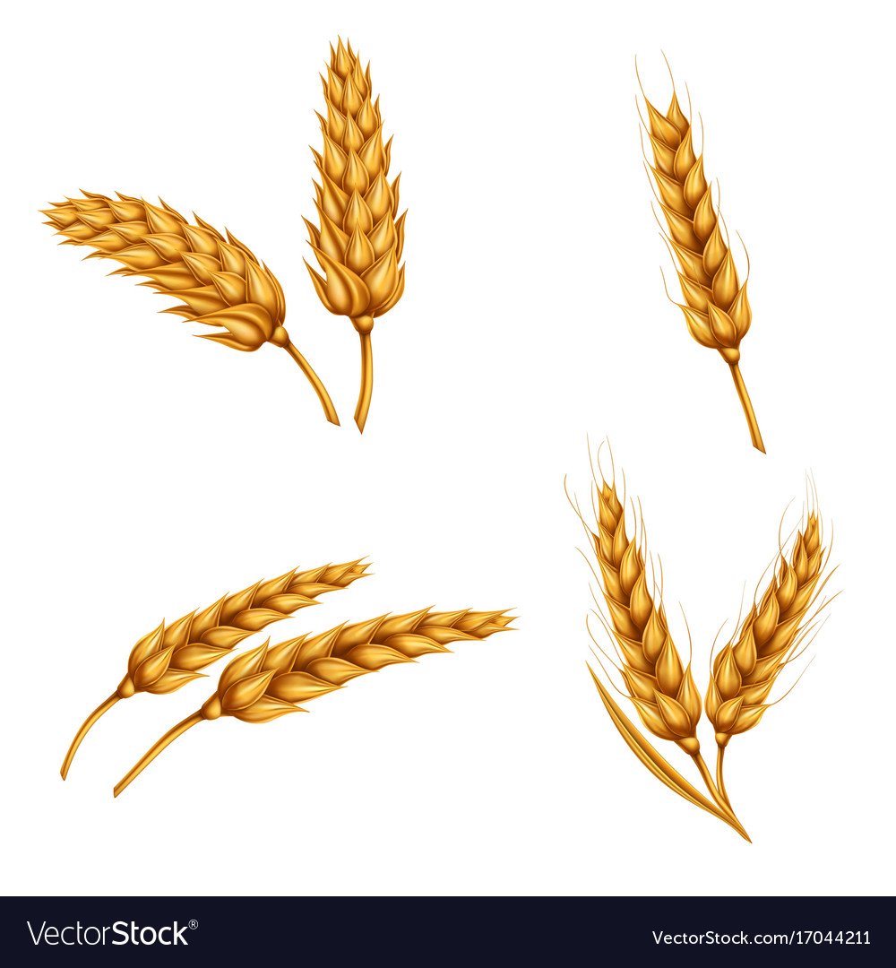 Пшеничное поле на белом фоне