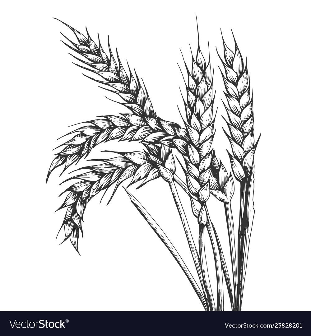 Пшеничный Колос