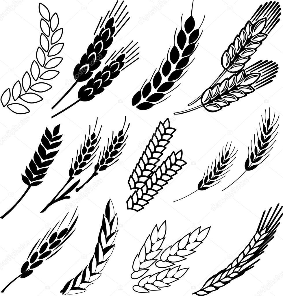 Орнамент пшеница
