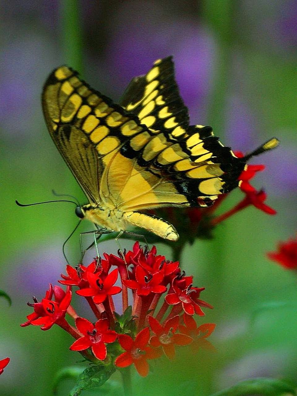 Красивые бабочки на цветах. Бабочки. Красивые бабочки. Яркие бабочки. Бабочка на цветке.