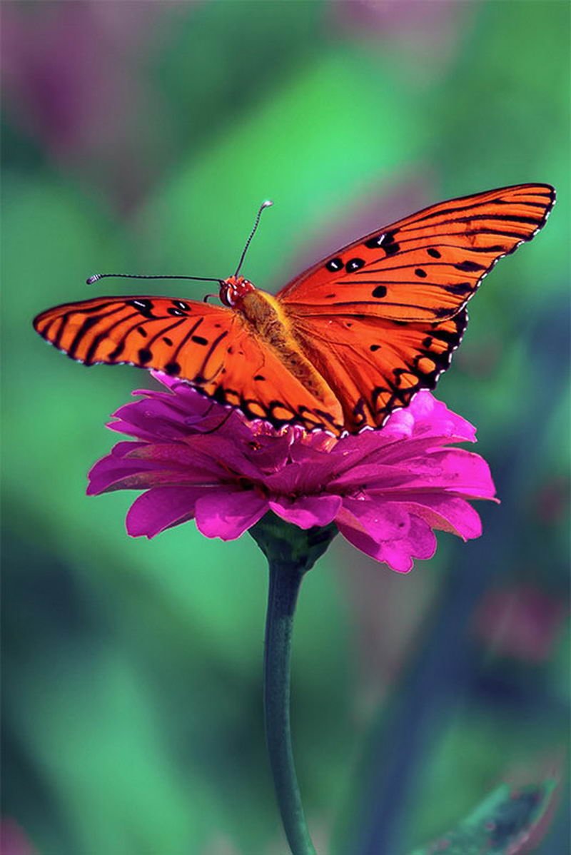 Яркие бабочки