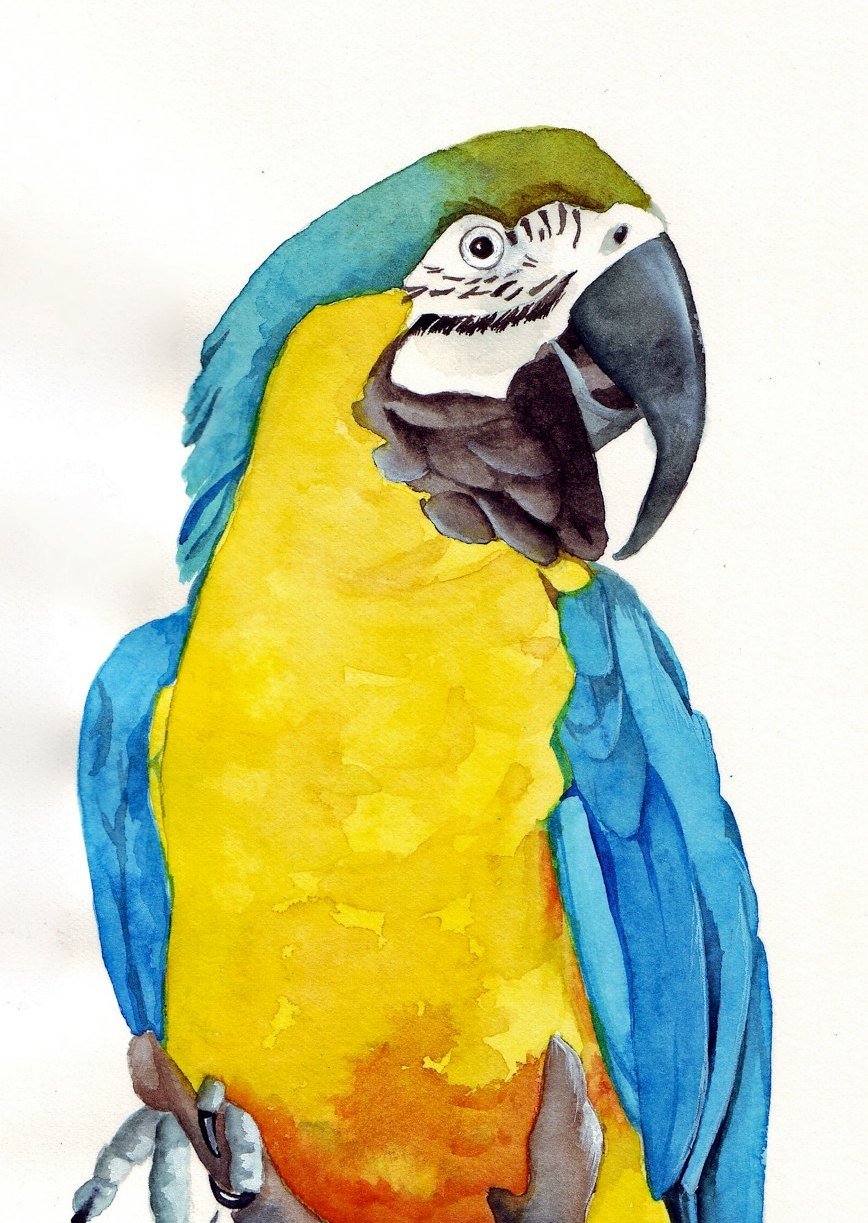 Картинки для срисовки попугай